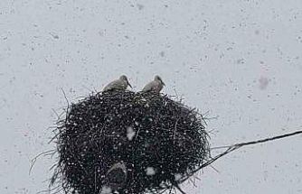 Bingöl’e erken gelen leylekler kara yakalandı