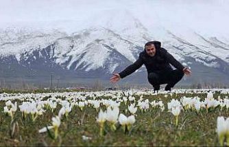 Bitlis’te baharın müjdecisi kardelenler açtı