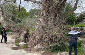 Bodrum’da 2 bin yıllık dev çınar keşfedildi