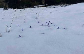 Bolu’da açan çiğdemler kar altında kaldı