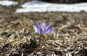 Bolu’da iki mevsim bir arada yaşanıyor: Karlar arasında çiğdemler çiçek açtı