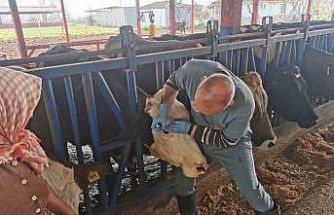 Bozdoğan’da aşı ve küpeleme çalışmaları sürüyor