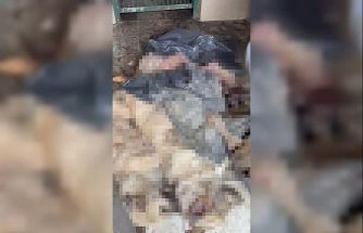 Bozüyük’teki barınak skandalına bir yenisi daha eklendi