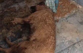 Bucak Belediyesi Sokak Hayvanları Bakımevi ve Rehabilitasyon Merkezi’nde feci görüntüler