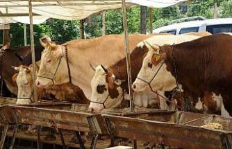 Buldan’da şap karantinası kaldırıldı