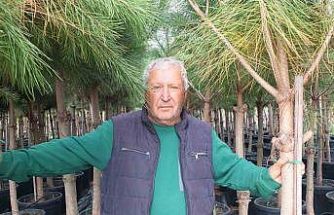 Burhaniye’de emekli banka müdürü, fıstık çamı yetiştiricisi oldu