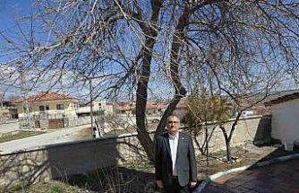 Büyükincirli köyünde incirin yalnızca adı kaldı