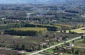 Çarşamba Ovası meyvede zirvede