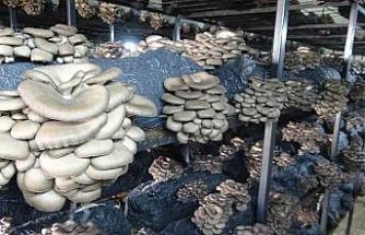 Çarşamba’da istiridye mantarı üretimi artıyor