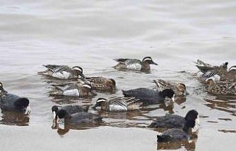 Çıkrıkçın ördekleri Van Gölü sahilinde görüntülendi