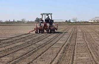 Çukurova’nın bereketli toprakları mısır ve ayçiçeği tohumları ile buluştu