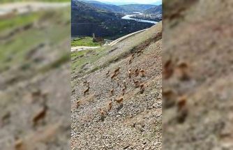 Dağ keçileri Palu Kalesi’nde