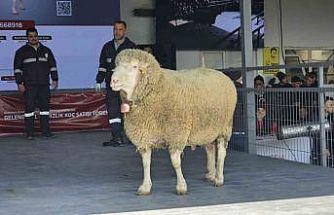 Damızlık koçta rekor, açık artırmada 1 milyonluk satış