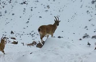 Demirkazık’ta yaban hayatı için yemleme çalışmaları sürüyor