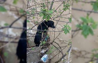 Dereye düşen köpek zorlu operasyonla kurtarıldı