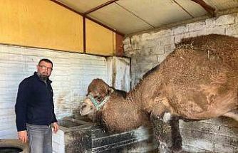 Deve güreşleri iptal edilince develer dinlenmeye çekildi