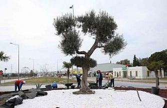 Didim Belediyesi, Didim’e çıkan yolları güzelleştirdi
