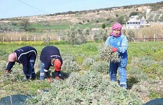 Didim’de ada çayı hasadı yapıldı