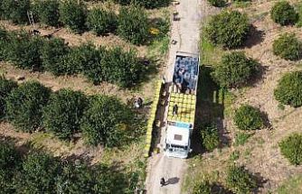 Dikenli limon üreticinin yüzünü güldürdü