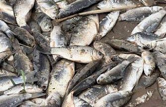 Diyarbakır’da aşırı yağışlar sonrası suyun geri çekilmesiyle balıklar telef oldu