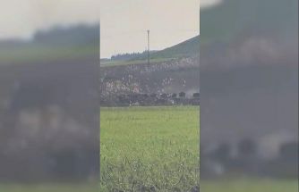 Diyarbakır’da domuz sürüsü görüntülendi