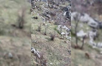Diyarbakır’da nesli koruma altında olan dağ keçileri görüldü