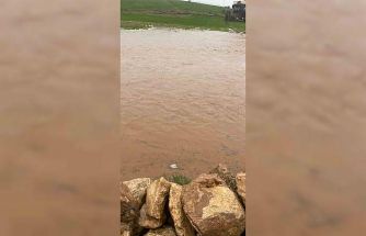 Diyarbakır’da sağanak nedeni ile onlarca koyun telef oldu