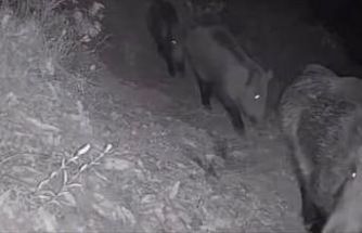 Diyarbakır’da yaban hayvanları foto kapana yakalandı