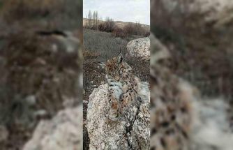 Doğada nadir görülen vaşak ölü bulundu