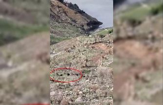 Domuzlar koyun sürüsüne saldırdı, çoban köpeği kovaladı