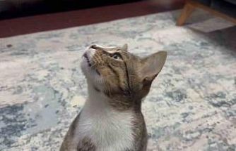 Dört yıldır kusan kedinin midesinden buzdolabı vakumu çıktı