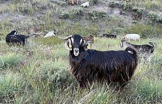 Edirne’de brusella alarmı: Keçiler karantinaya alındı