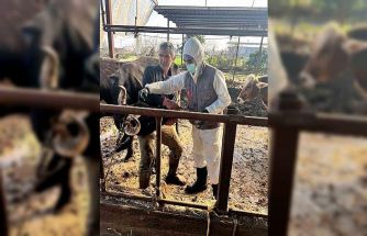 Efeler’de 15 bin hayvan aşılandı