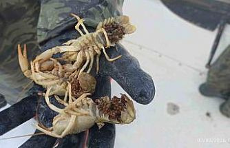 Eğirdir Gölü’nde kaçak pinterlere el konuldu, kerevitler göle bırakıldı