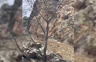 Elazığ’da 3 ayaklı yaban keçisi azmiyle şaşırttı