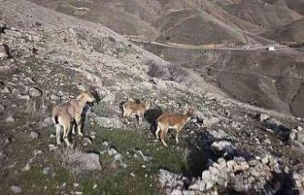 Elazığ’da dağ keçileri dron ile görüntülendi
