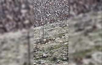 Elazığ’da dağ keçileri sürü halinde görüldü