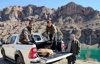 Elazığ’da yaralı dağ keçisi için ekipler seferler oldu