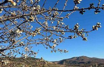 Emet’te badem ağaçları çiçek açtı
