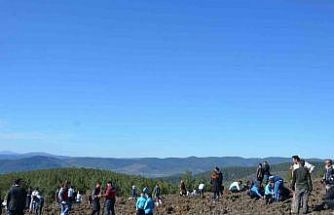 Emet’te zeytin fidanları toprakla buluştu