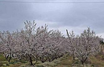 Erken çiçek açan ağaçlar don tehlikesiyle karşı karşıya
