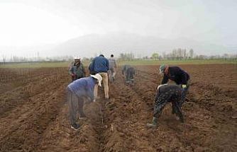 Erzincan bölgenin fidan ihtiyacını karşılıyor
