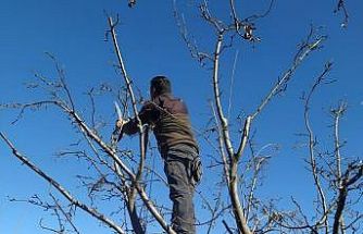 Erzincan çiftçisine ‘budama’ uyarısı