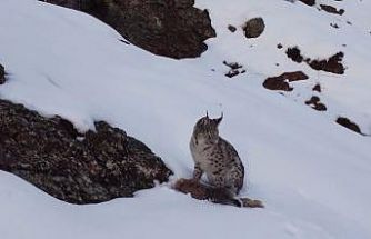 Erzincan’da "Doğadaki Kız" nesli tükenme tehlikesi altındaki vaşağı görüntüledi