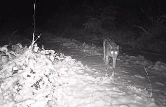 Erzincan’da yaban hayatı fotokapanla görüntüleniyor