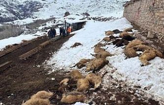Erzincan’da yemden zehirlendikleri düşünülen 80 koyun telef oldu