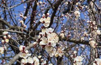 Eskişehir’de baharı müjdeleyen manzara