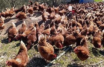 Ev kiraları şehirden kaçırdı, köyde "gezen tavuk" çiftliği kurdu