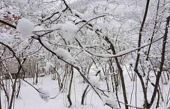 Fındıkta don endişesine bilimsel açıklama: "Şu an risk yok, fayda var"