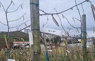 Fındıkta kozalak akarı verim kaybına yol açıyor